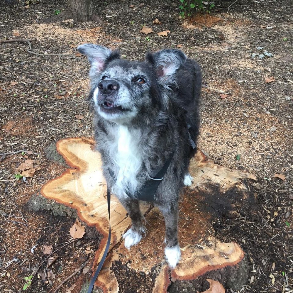 The Catahoula Australian Shepherd Mix: A Hardworking Beauty