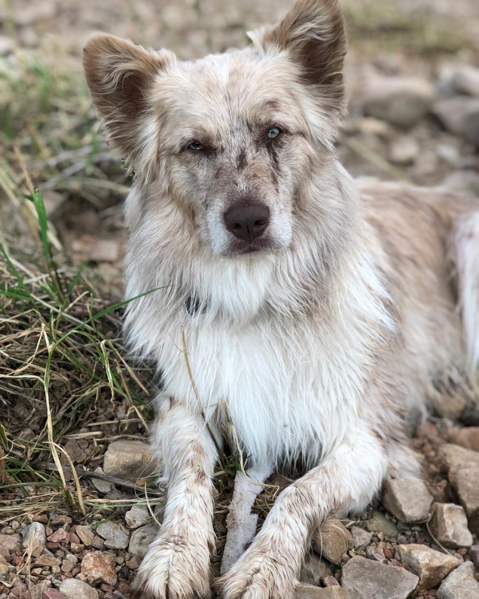 The Catahoula Australian Shepherd Mix: A Hardworking Beauty