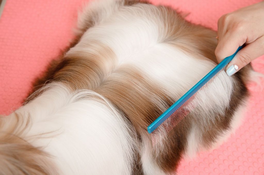 11 Best Brushes For Shih Tzus + Grooming Tips