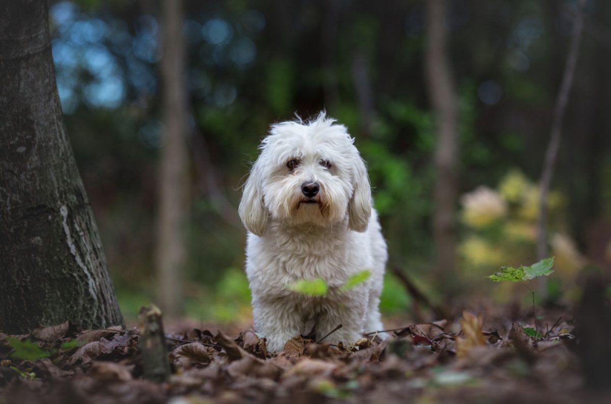 Coton De Tulear Growth Chart — Tiny But Tenacious Dog