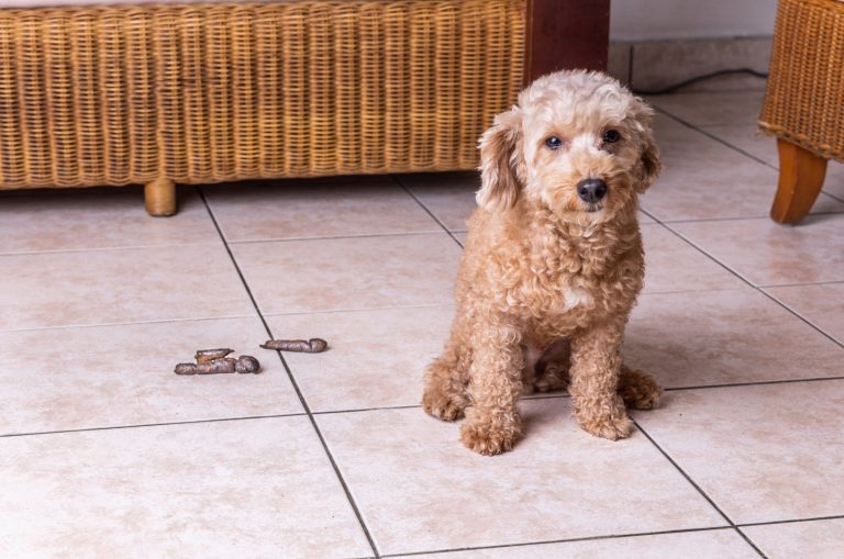 How To Punish Dogs For Pooping In House