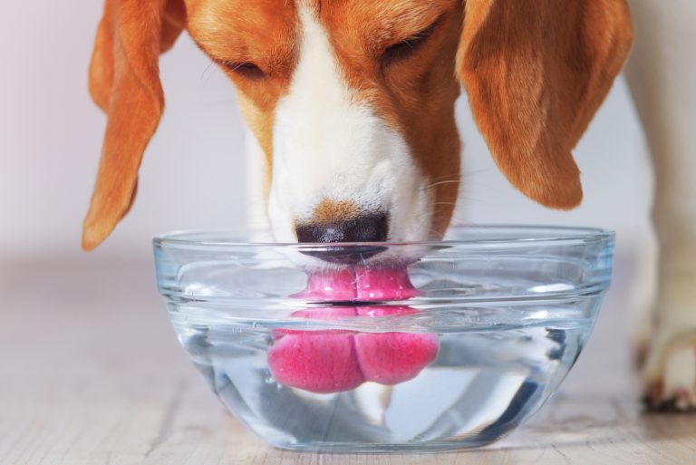 how-to-get-a-sick-dog-to-drink-water-help-is-on-the-way