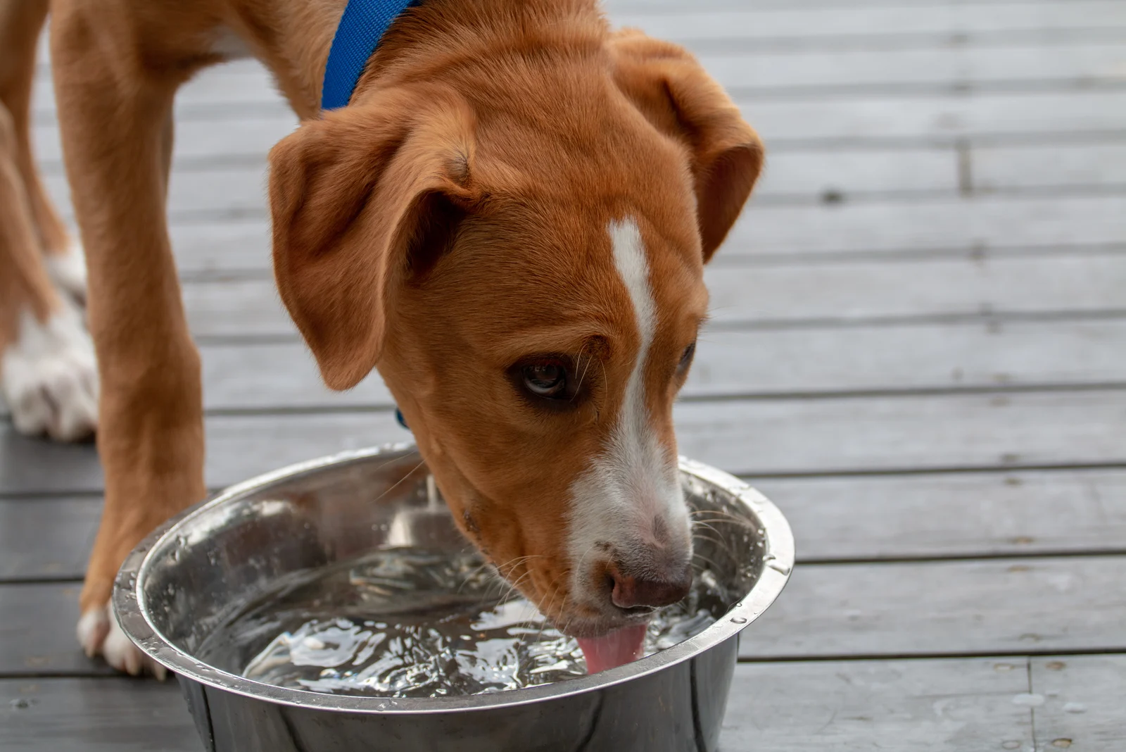 How To Get A Sick Dog To Drink Water? Help Is On The Way