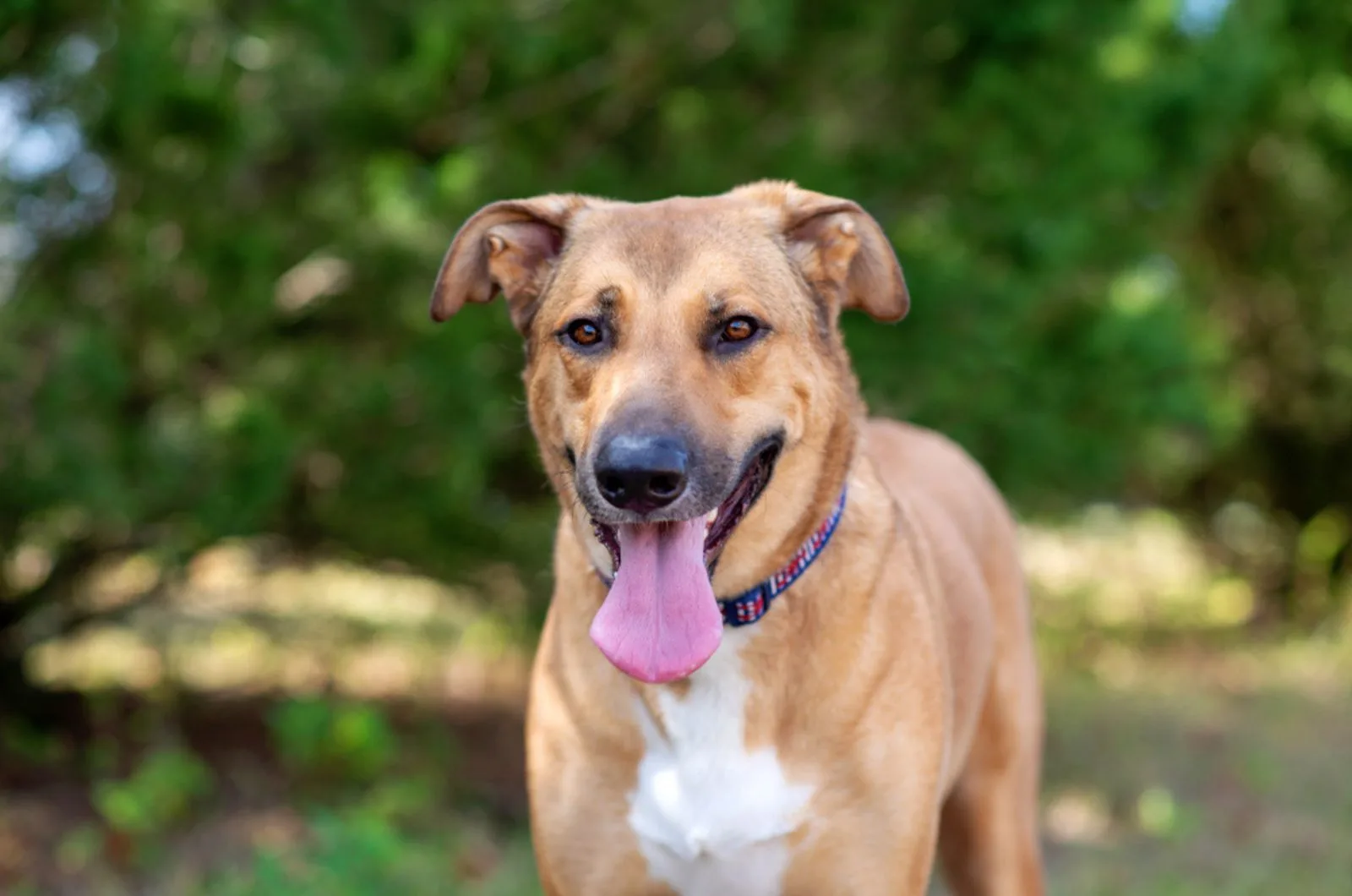 German Anatolian Shepherd – The Perfect Herding Dog?