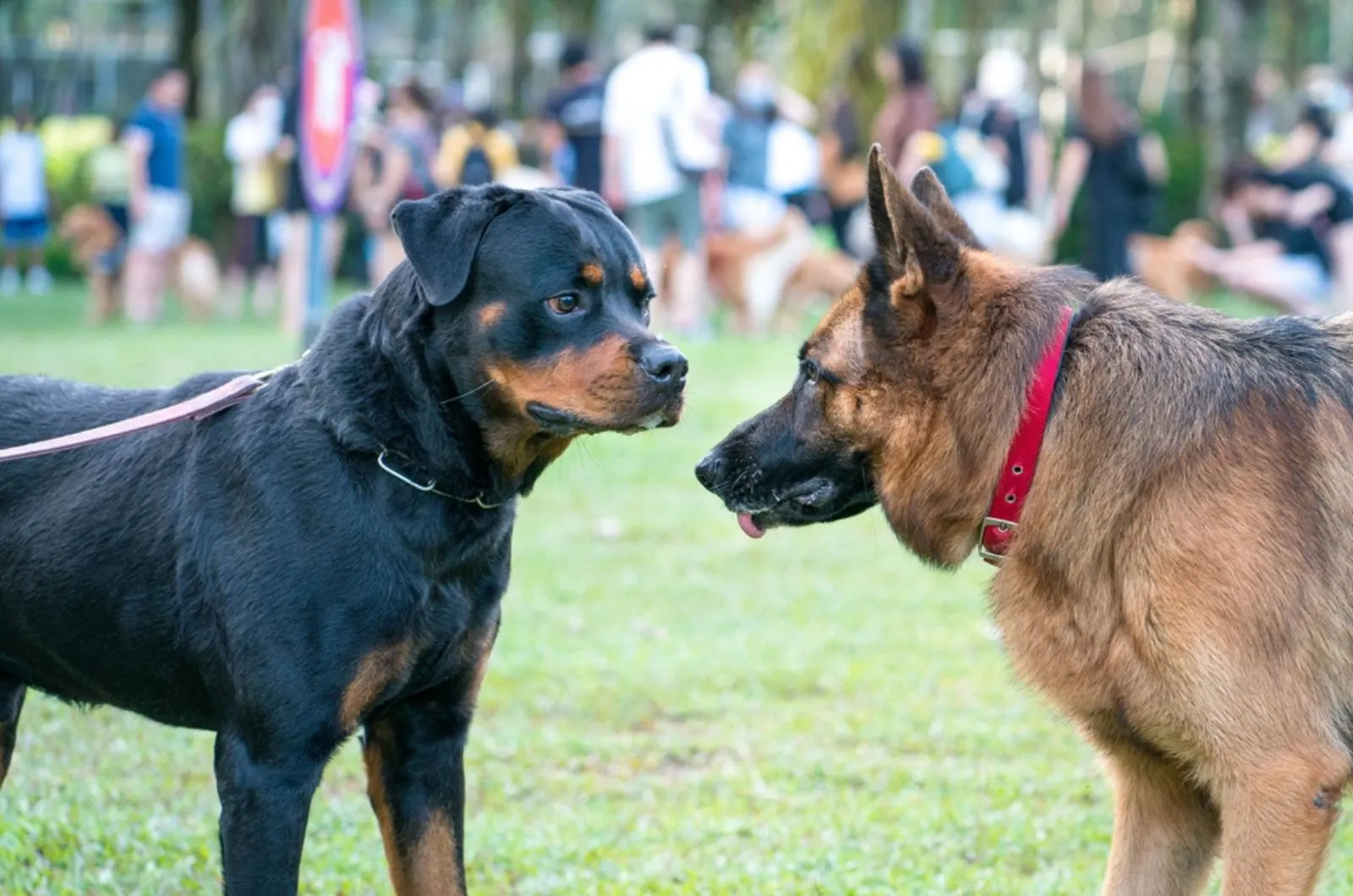 Is A German Shepherd Better Watchdog Than A Rottweiler?