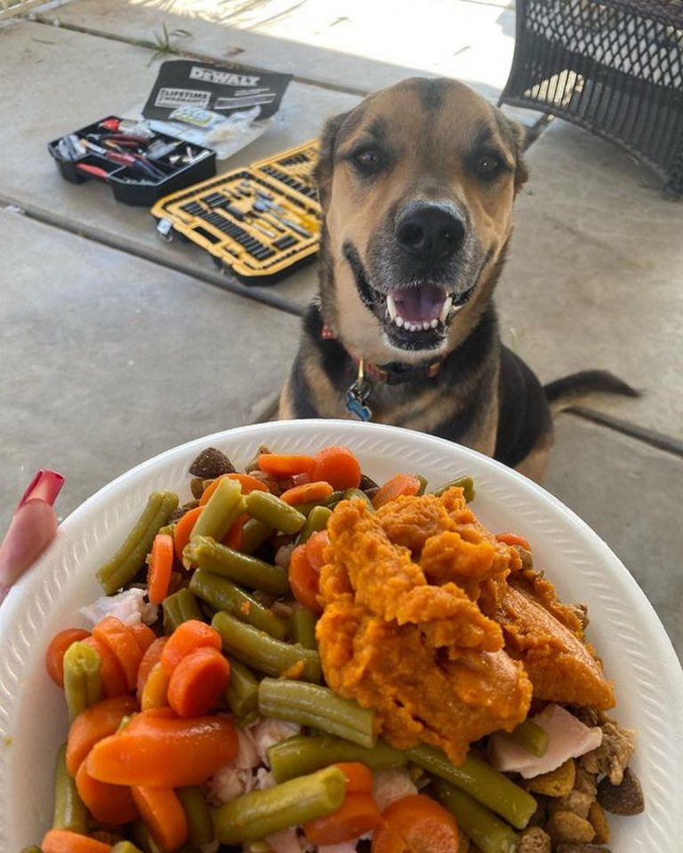 German Shepherd Beagle Mix – The Beautiful Beagle Shep