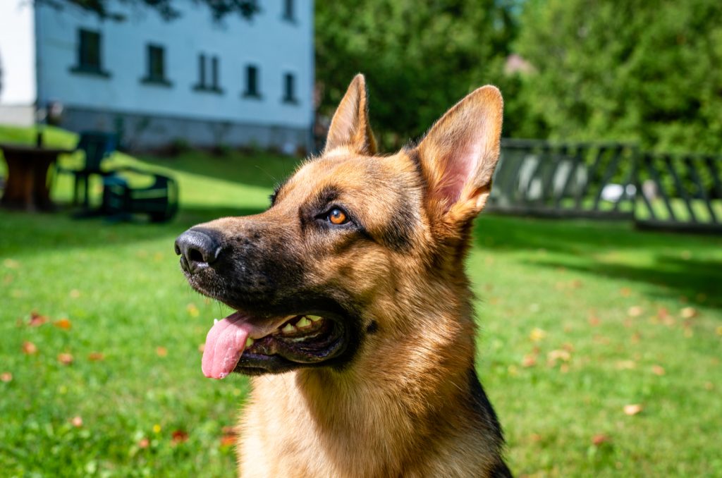 Are German Shepherds Color Blind? Eye You Kidding Me Human?