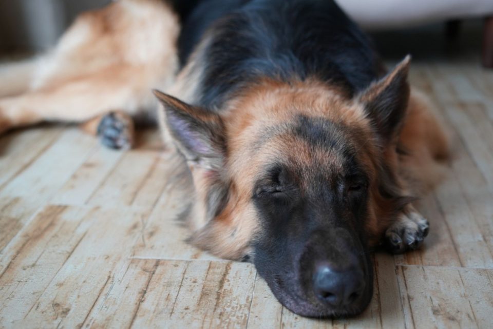 How To Care For German Shepherd In Heat? 8 Things You Can Do