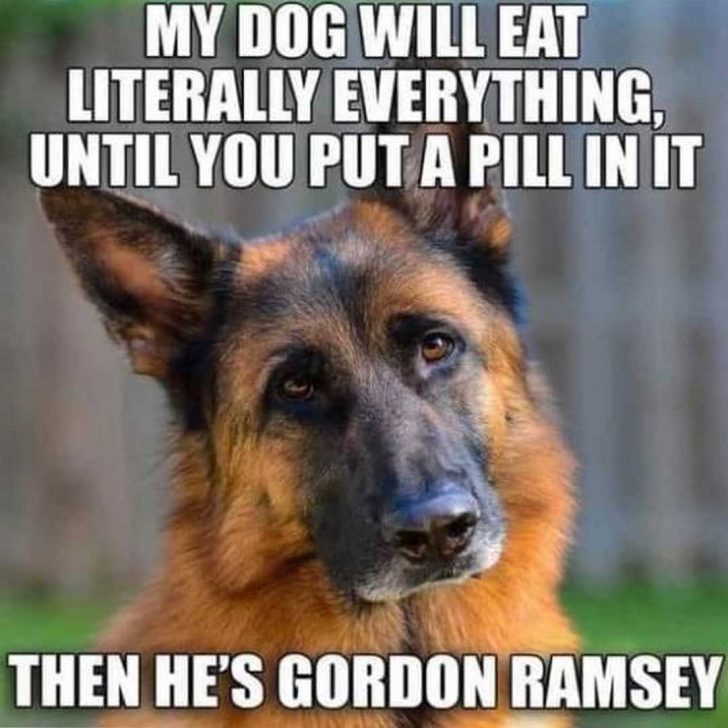 55 German Shepherd Memes To Brighten Your Day