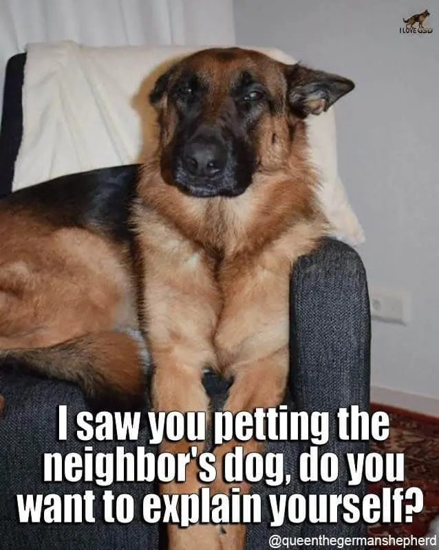 55 German Shepherd Memes To Brighten Your Day