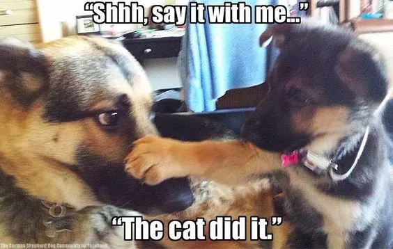 55 German Shepherd Memes To Brighten Your Day