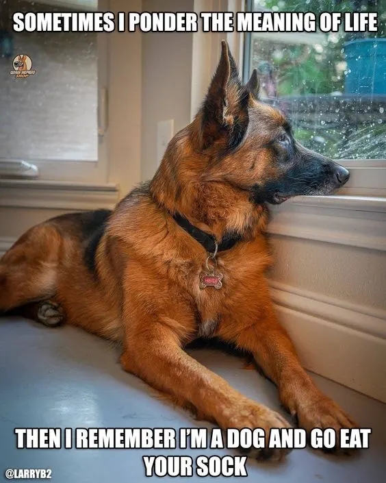 55 German Shepherd Memes To Brighten Your Day