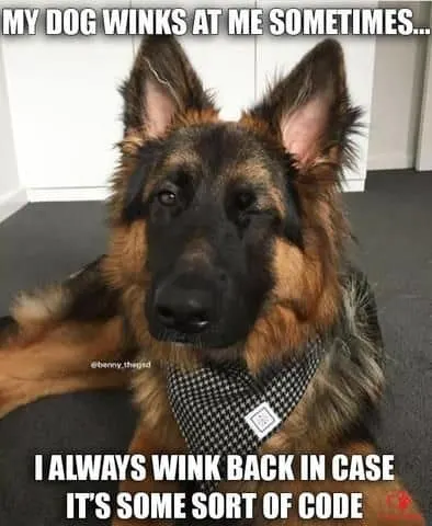 55 German Shepherd Memes To Brighten Your Day