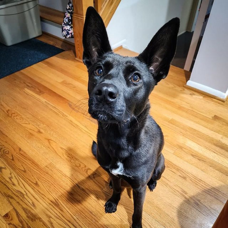 German Shepherd Pitbull Mix: Is This The Smartest Guard Dog?