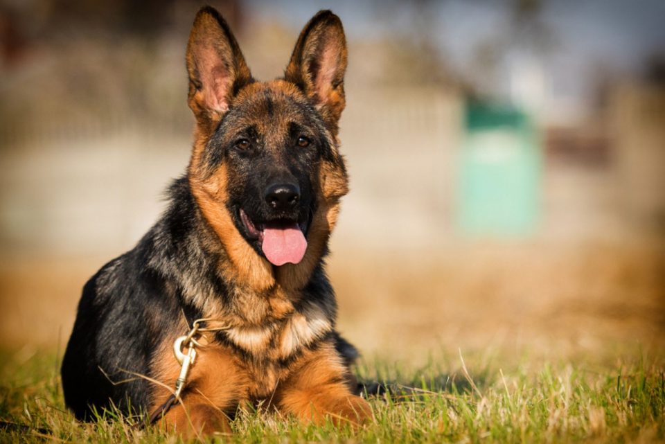 We Need To Talk About German Shepherd Tail Docking