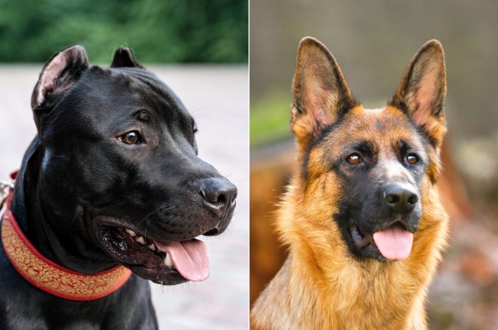 German Shepherd Vs Pitbull: Who’s The Best Dog?