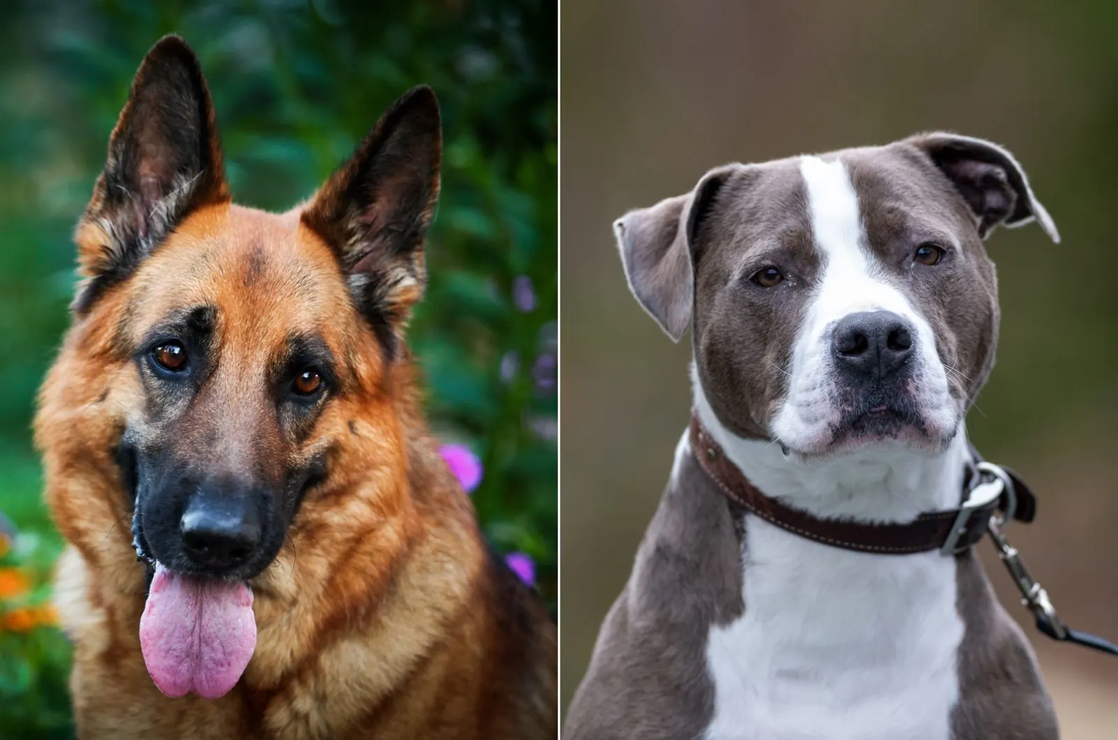 German Shepherd Vs Pitbull: Who’s The Best Dog?