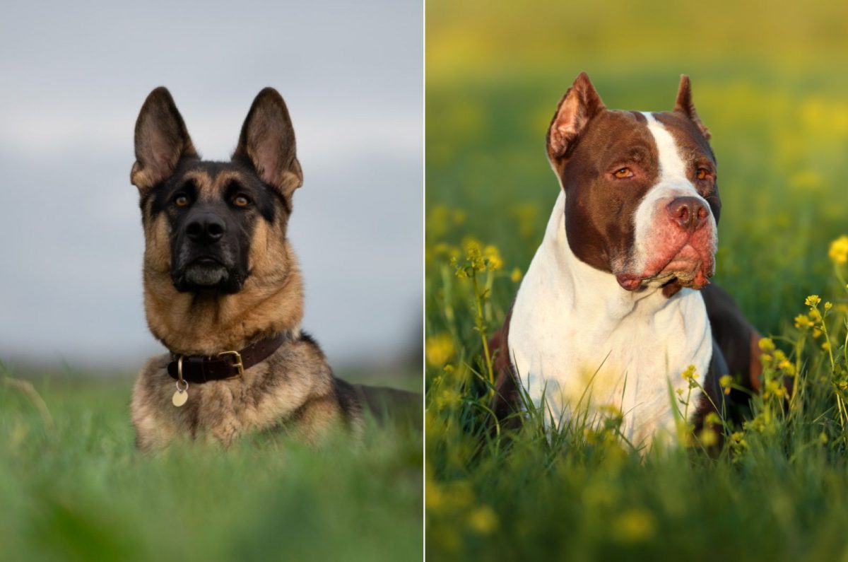 German Shepherd Vs Pitbull: Who’s The Best Dog?