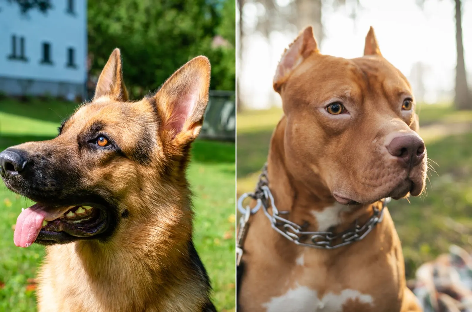 German Shepherd Vs Pitbull: Who’s The Best Dog?