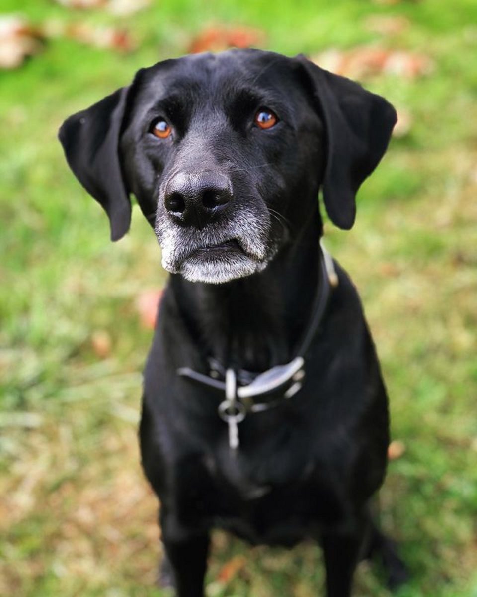 German Shorthaired Pointer Lab Mix Facts To Know