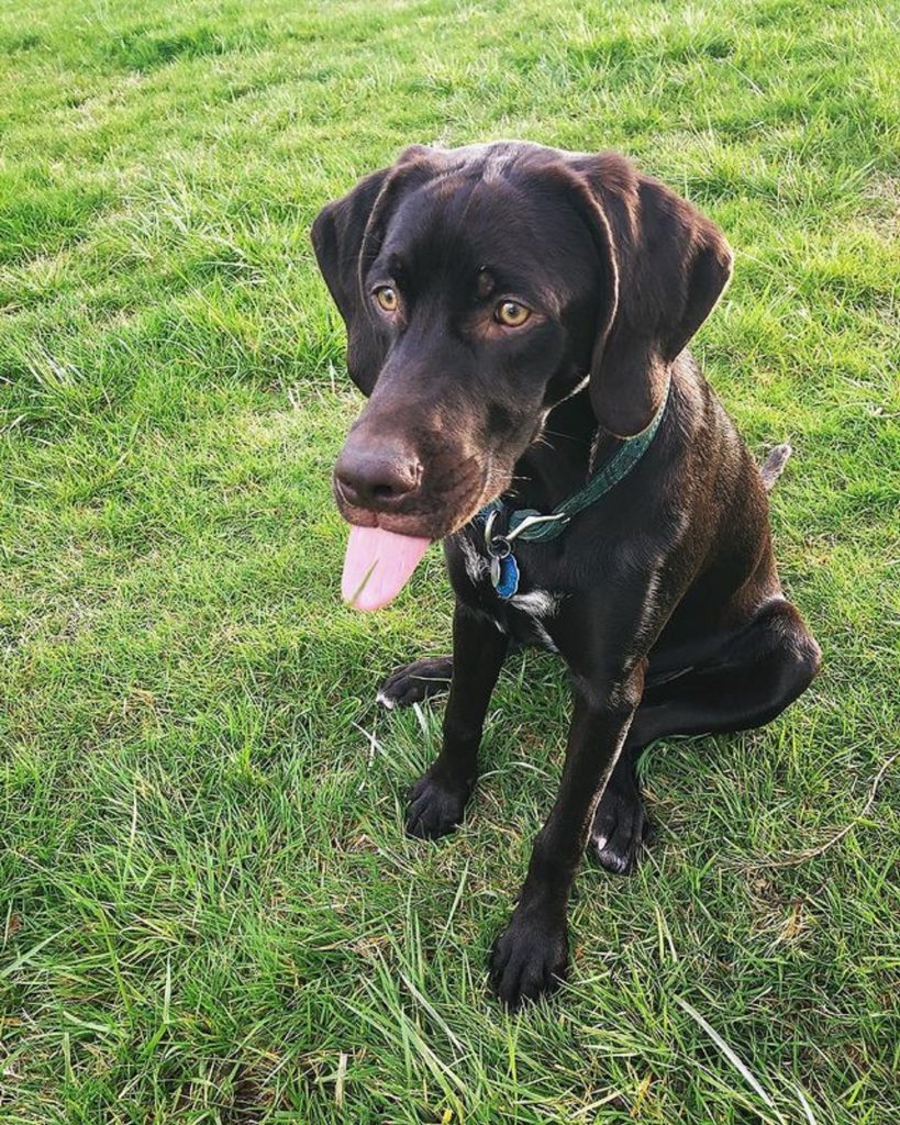 German Shorthaired Pointer Lab Mix Facts To Know