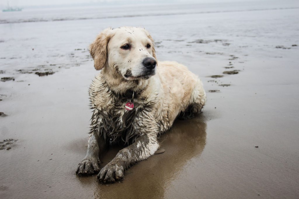 13 Reasons Why Golden Retrievers Are The Worst