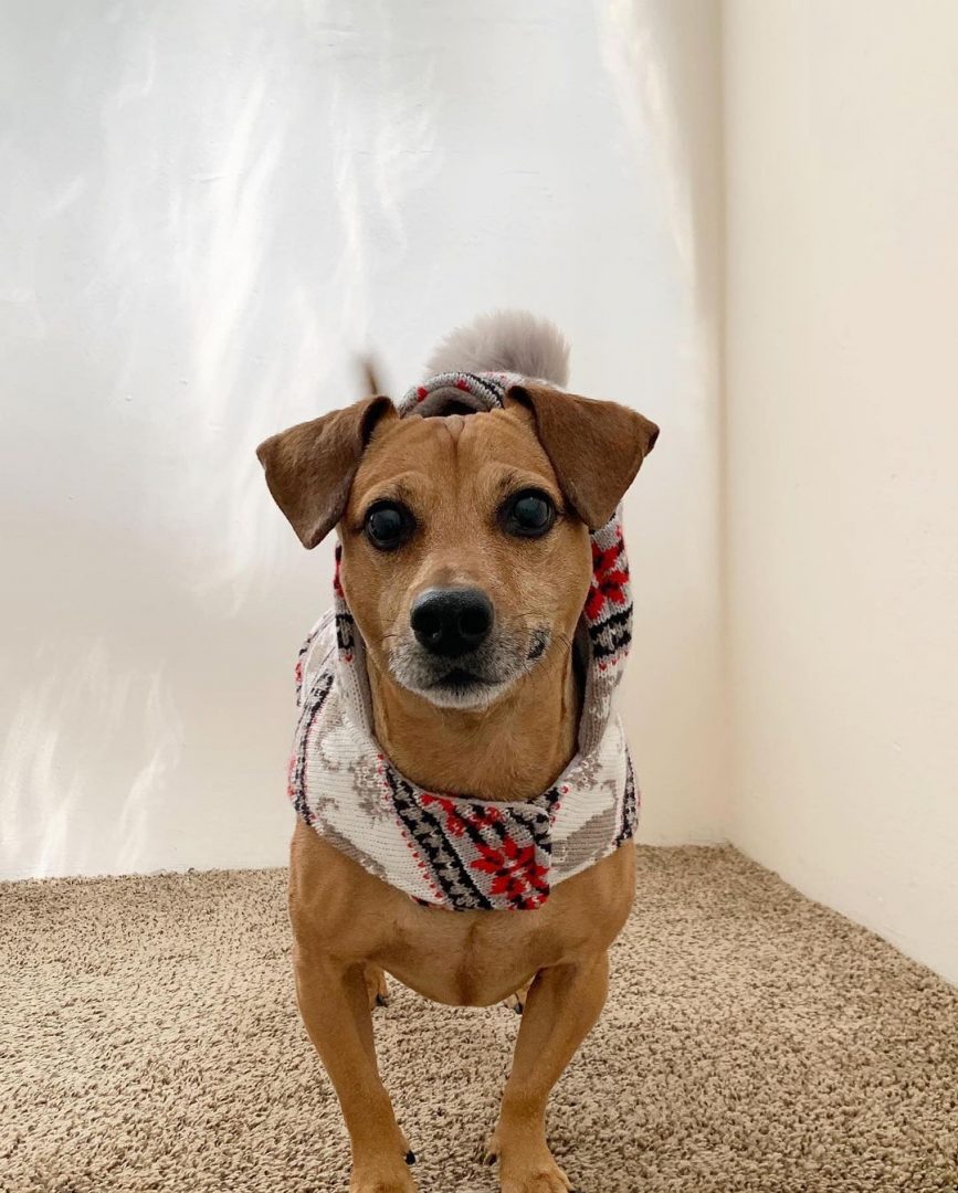 Jack Russell Dachshund Mix: Everything On The Jackshund