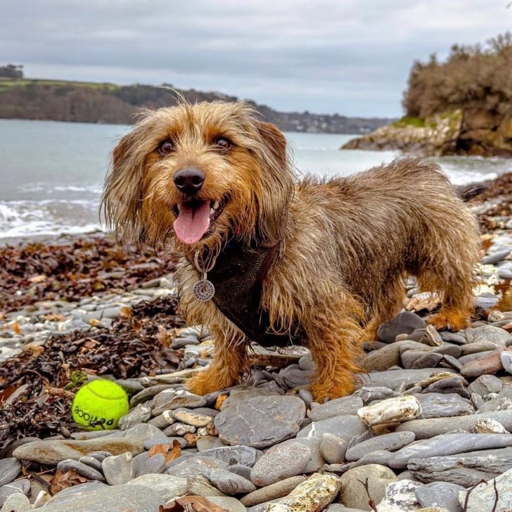 Jack Russell Dachshund Mix: Everything On The Jackshund