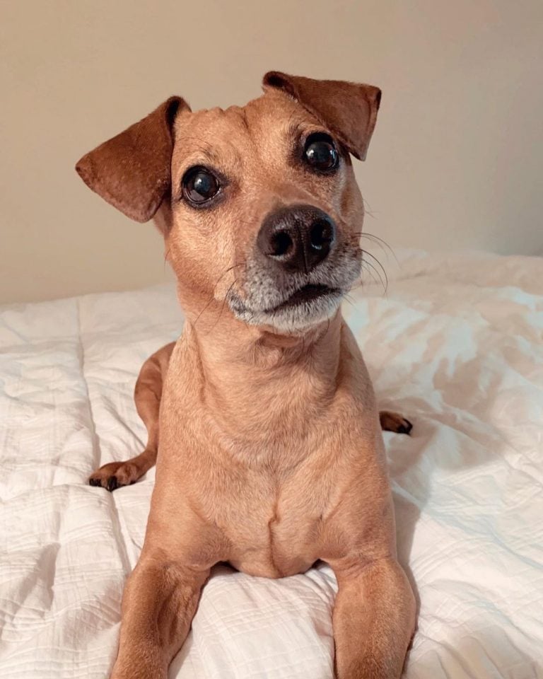 Jack Russell Dachshund Mix: Everything On The Jackshund