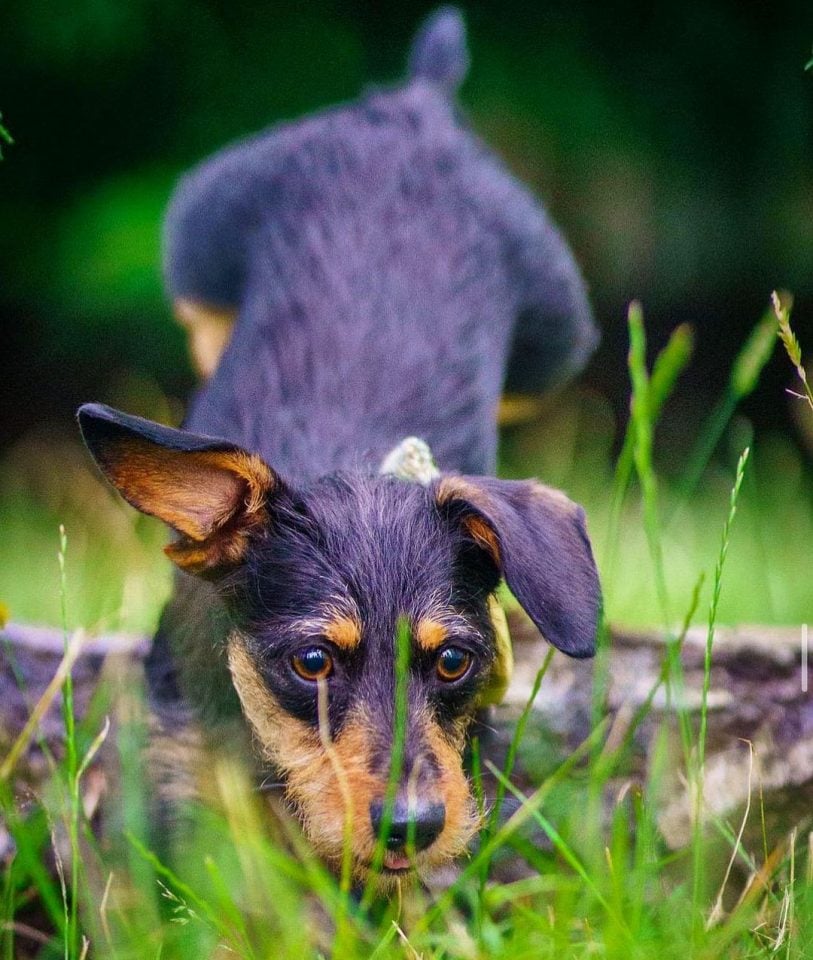 Jack Russell Dachshund Mix: Everything On The Jackshund