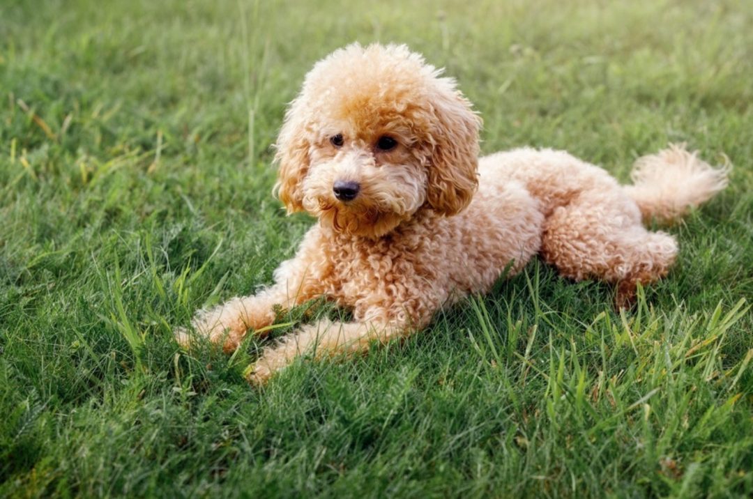 22 Small Curly-Haired Dogs You’ll Want To Cuddle