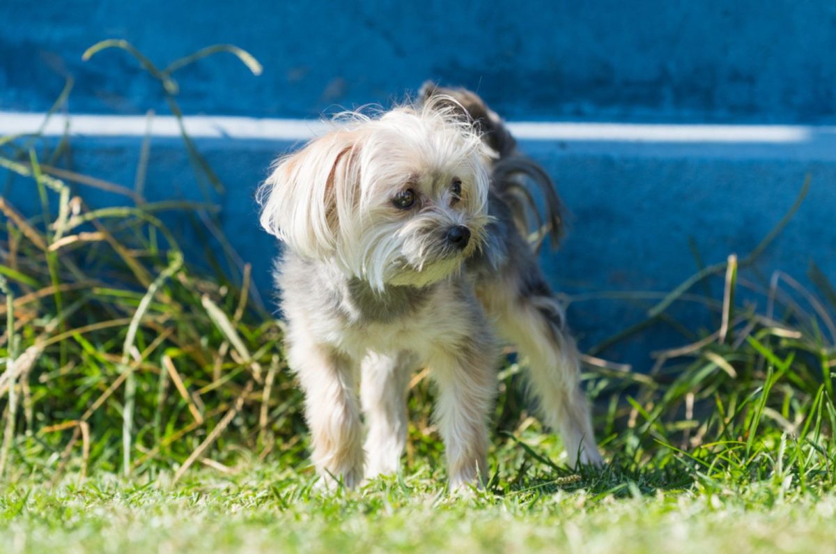 the-complete-morkie-growth-chart-guide-for-a-healthy-pet