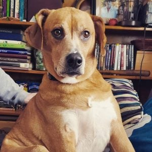 Is The Rhodesian Ridgeback Pitbull Mix The Dog For You?