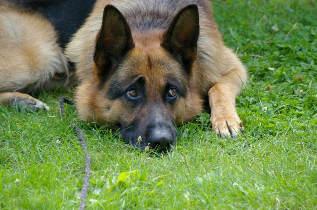 Why Is My German Shepherd So Anxious? 5 Explanations