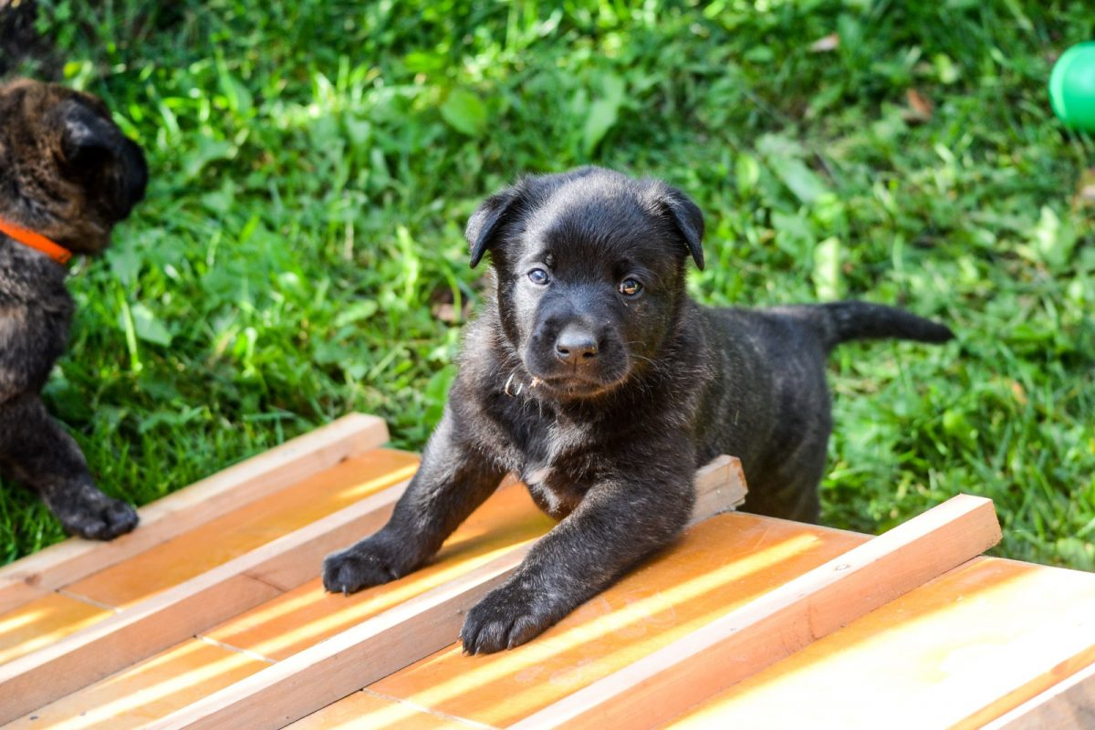 the-dutch-shepherd-growth-chart-medium-but-premium