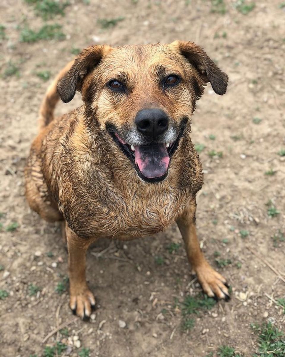 Rhodesian Ridgeback German Shepherd Mix Traits And Health