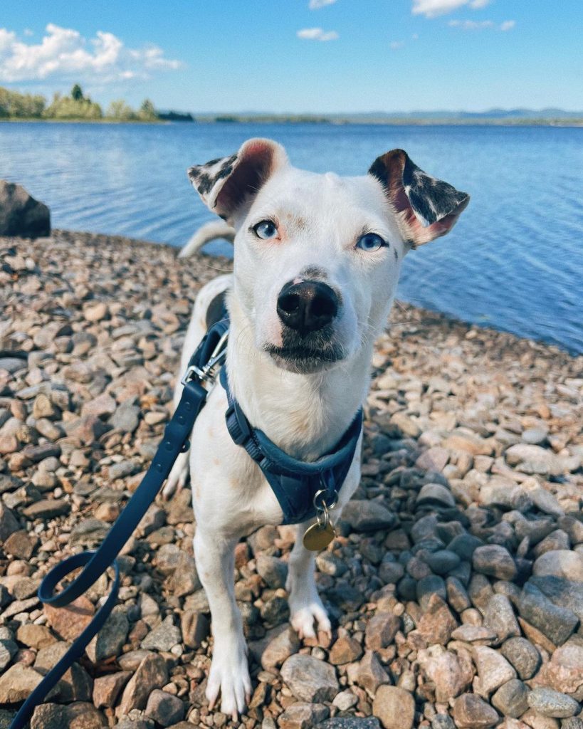 Jack Russell Dachshund Mix: Everything On The Jackshund