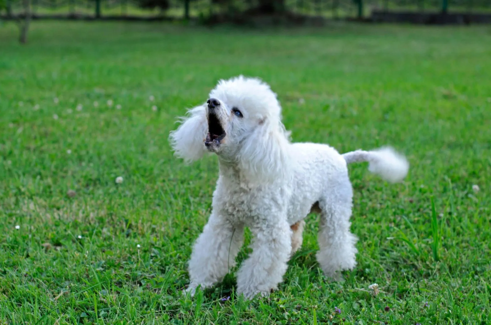 10 Reasons Why Poodles Are The Worst