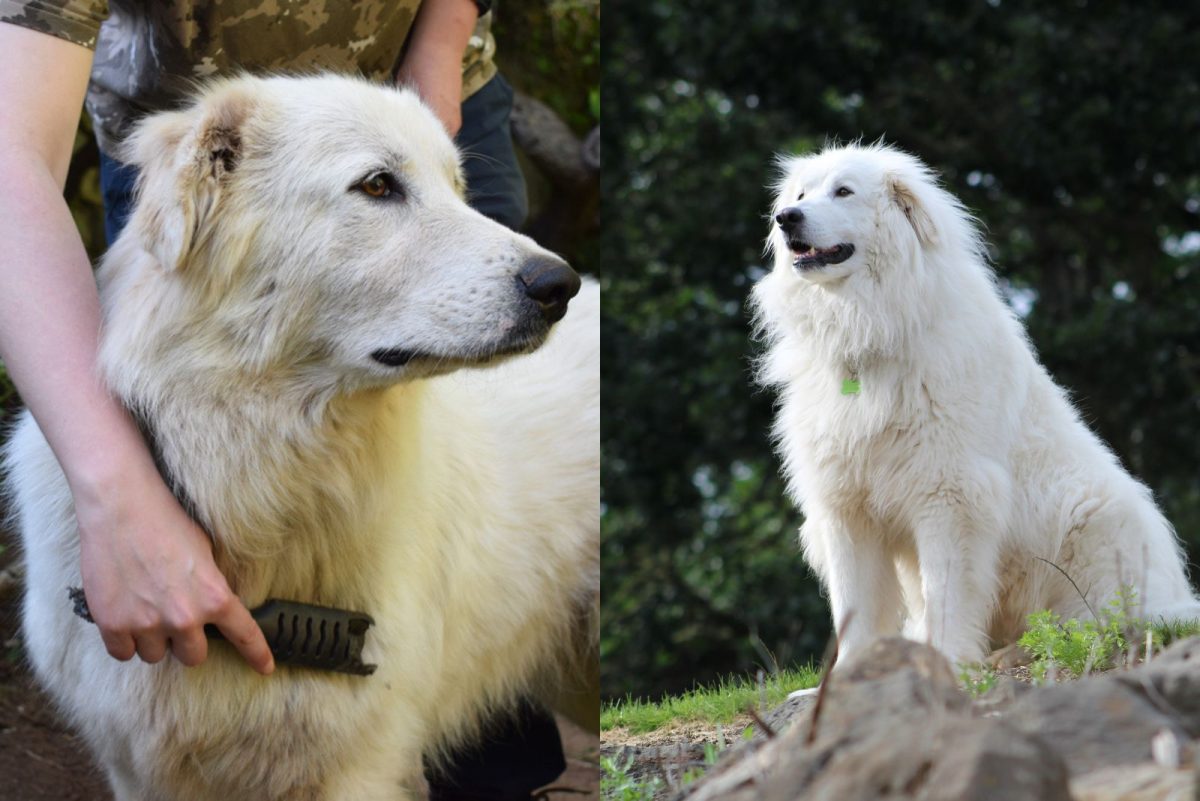 Maremma Sheepdog Vs Great Pyrenees: Clash Of The Titans