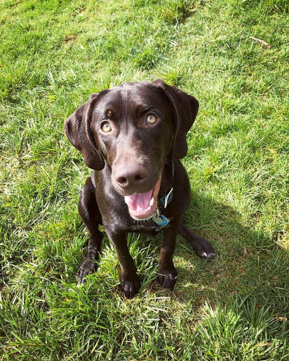 German Shorthaired Pointer Lab Mix Facts To Know