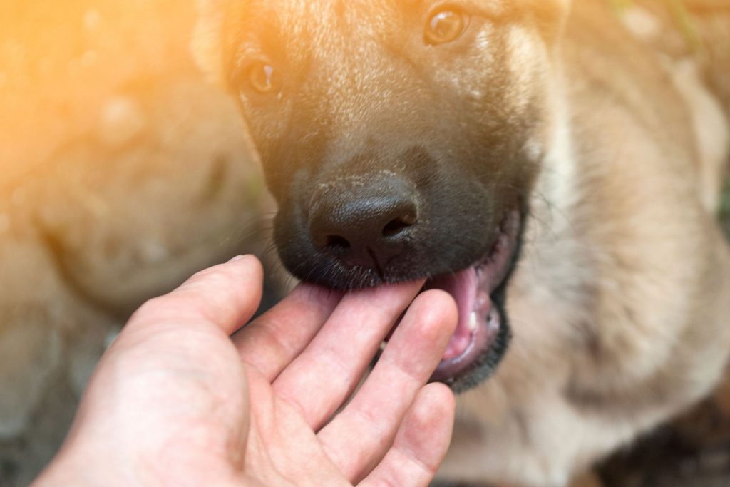 how-to-punish-a-german-shepherd-for-biting