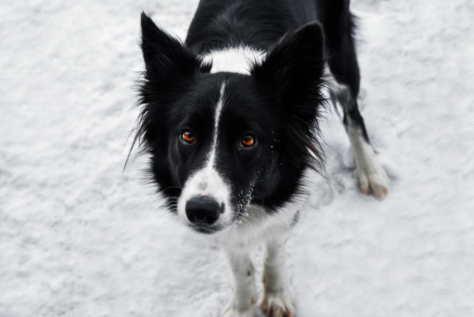 Why Is My Border Collie So Afraid Of People? Possible Causes