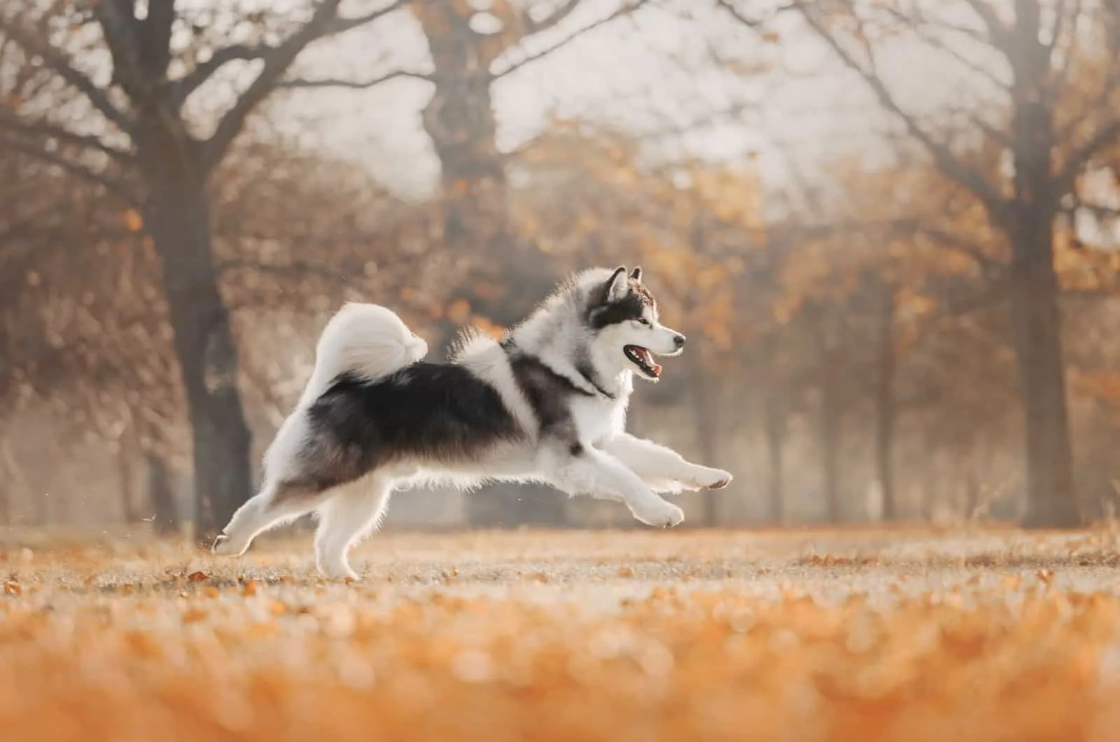 Revealing The Alaskan Malamute Feeding Chart Mystery