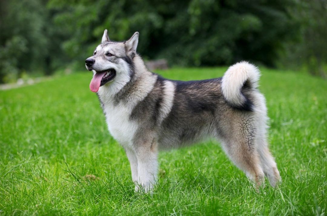 revealing-the-alaskan-malamute-feeding-chart-mystery