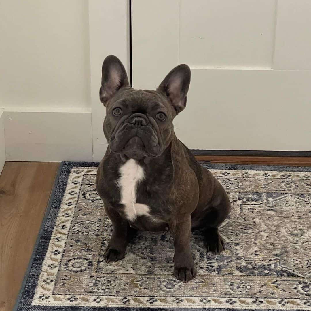 All About The Beautiful Brindle French Bulldog