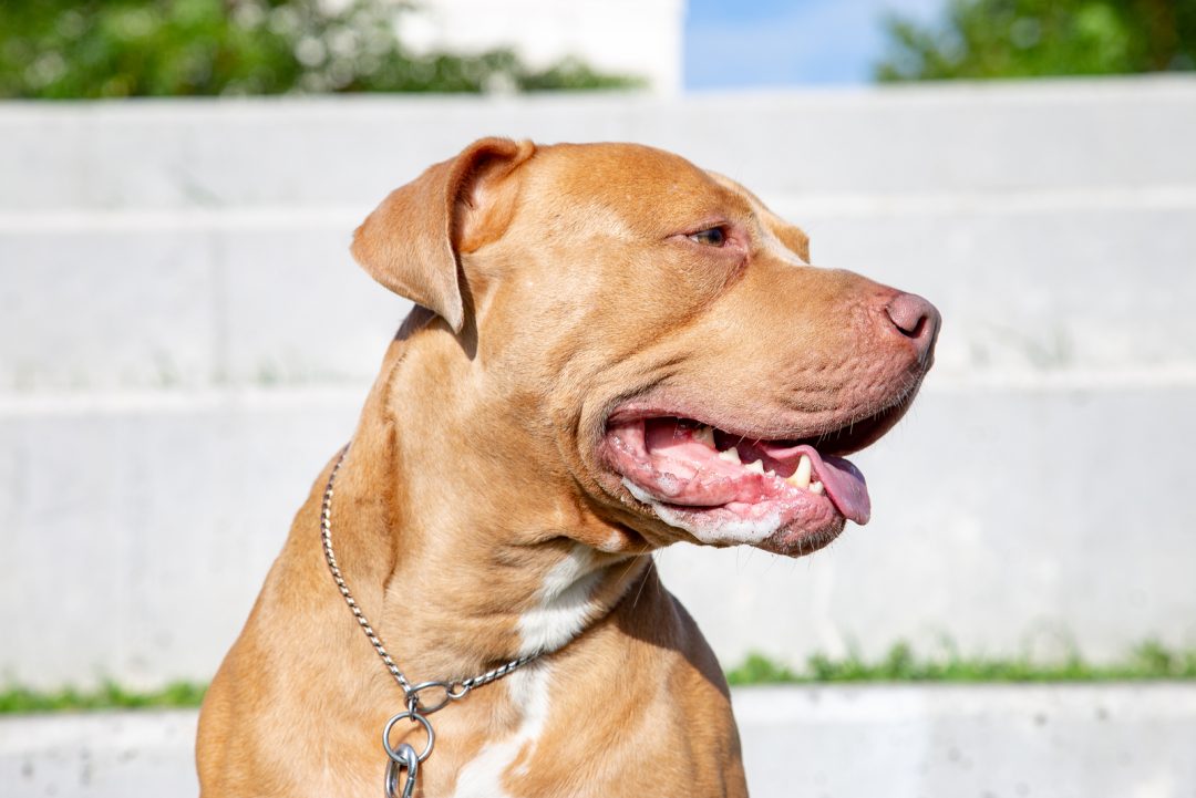 What Were Pitbulls Bred For? 7 Different Roles Throughout History