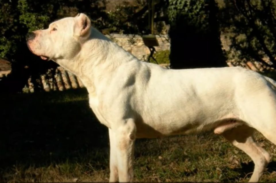 5 Interesting Facts About The Extinct Cordoba Fighting Dog