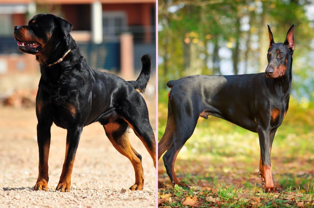 Are Dobermans And Rottweilers Related: Hidden Canine History