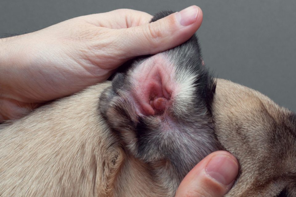 11 Health Conditions Causing Dogs Ears To Turn Red