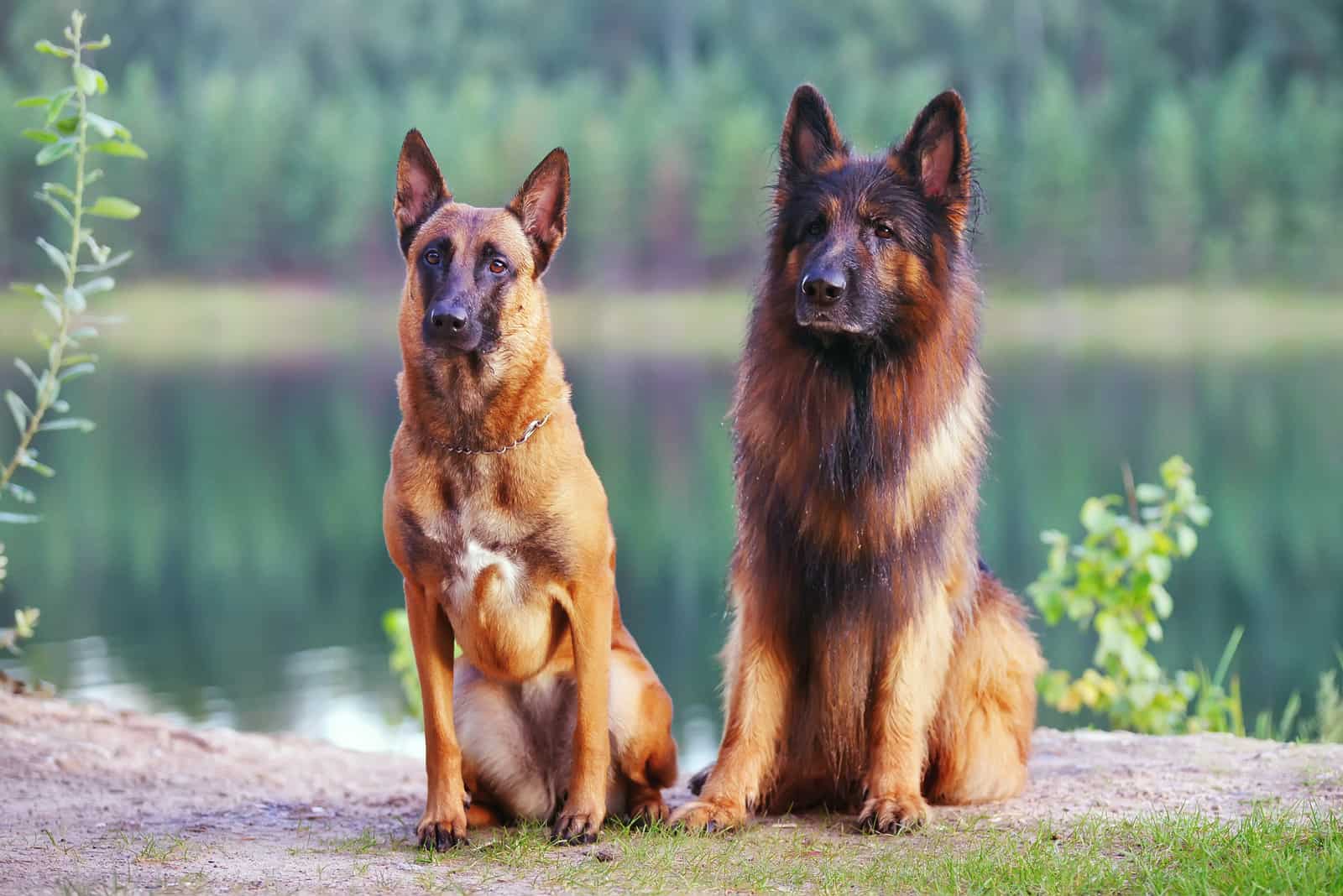 German Shepherd Vs Belgian Malinois: The Guard Dog Debate